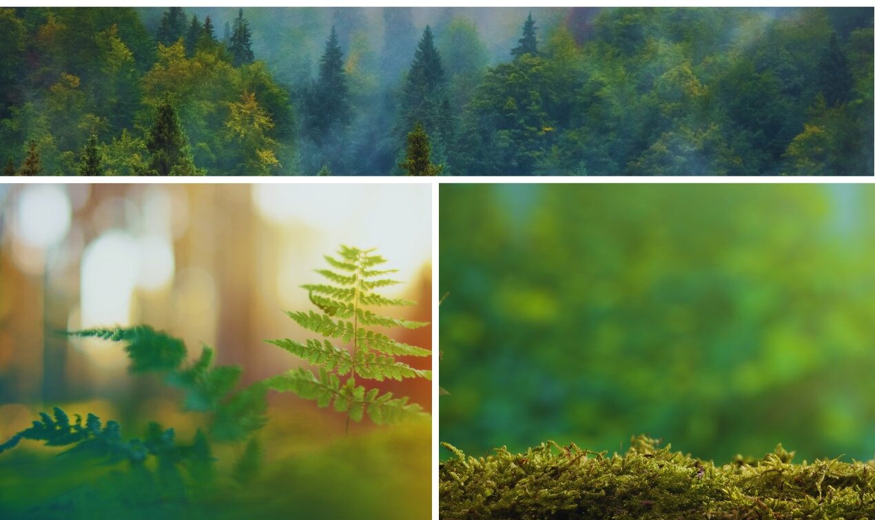 Leśne zanurzenie i ruch relaksacyjny – bezpłatne warsztaty relaksacyjne dla opiekunów osób z niepełnosprawnościami 