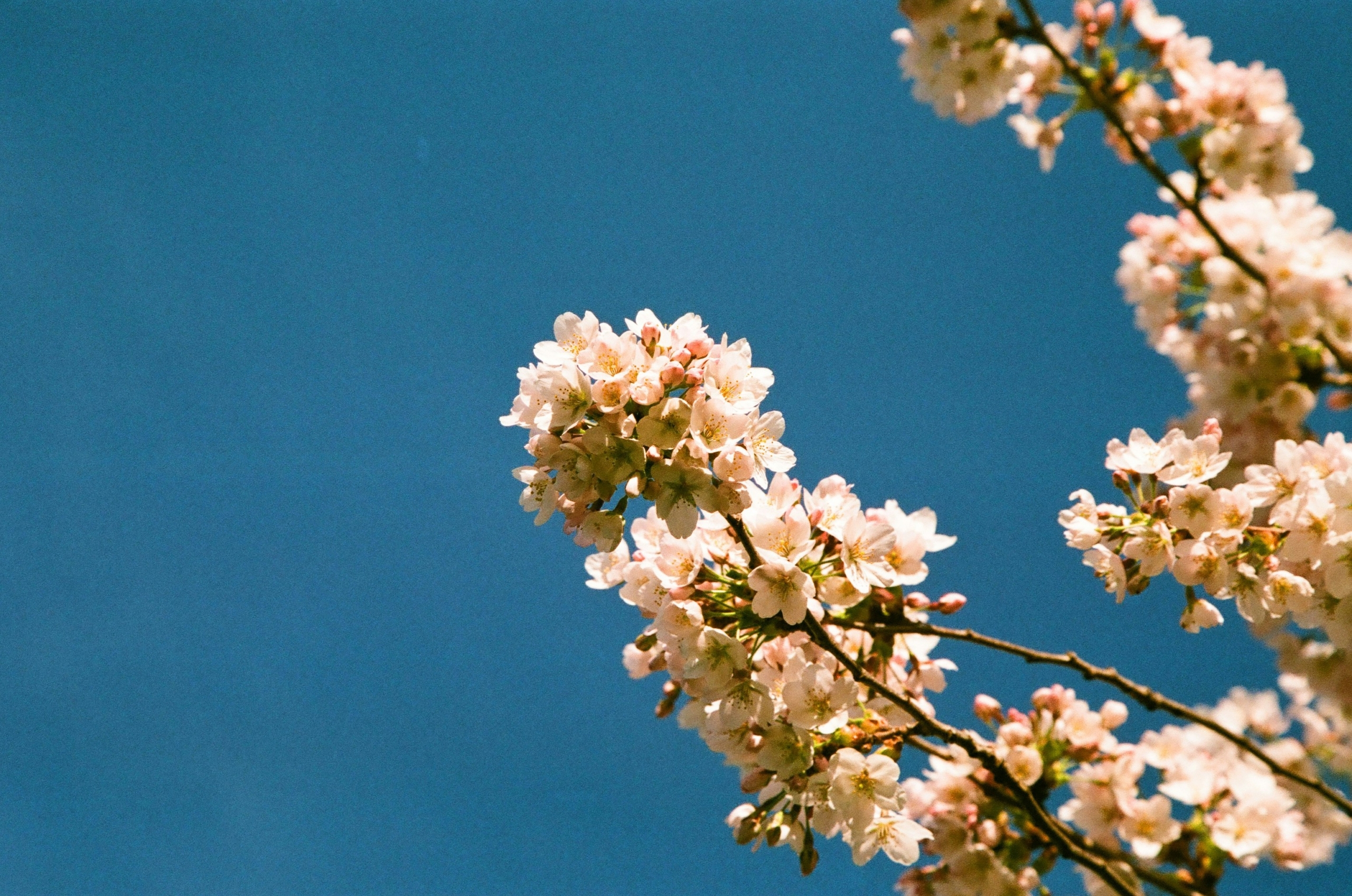 Ważna informacja! 1 i 2 maja wszystkie lokalizacje naszej fundacji będą nieczynne